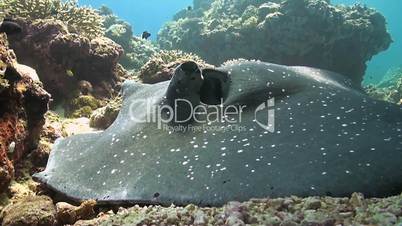 Whiptail Stingray on a coral reef