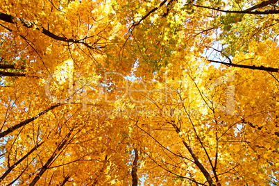 Bright yellow maple crown tops in autumn