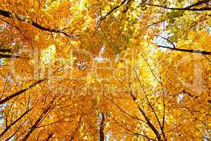 Bright yellow maple crown tops in autumn