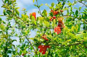 pomegranate tree with flowers and unripe fruit