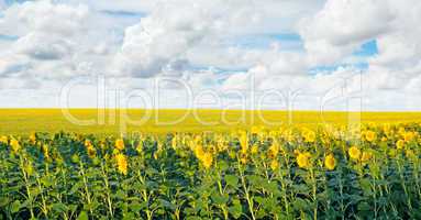 field with blooming sunflowers and blue sky