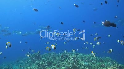 School of Trevallies and Butterflyfish