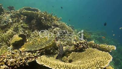 Hawksbill turtle on a coral reef