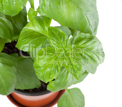 Basil plant in pot