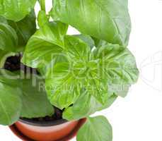 Basil plant in pot