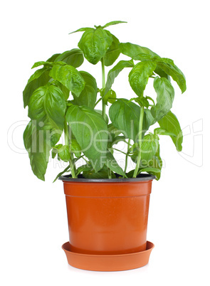 Basil plant in pot