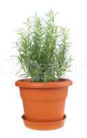 Rosemary plant in plastic pot