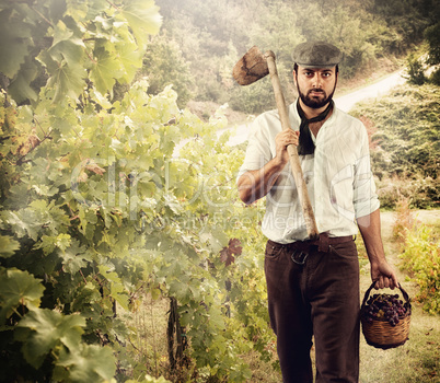 Winegrower while harvest grapes