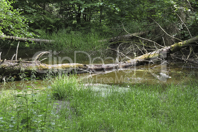 forest pond