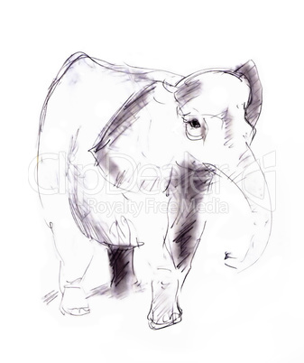 elephant