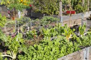 Salat im Gemüsebeeet, Urban Gardening