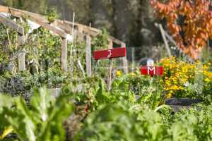 Gewächshaus mit Gemüsebeeet Urban Gardening