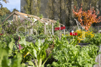 Gewächshaus mit Gemüsebeeet Urban Gardening