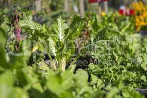 Salat im Gemüsebeeet, Urban Gardening