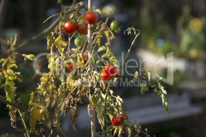 Strauchtomate, Tomate am Strauch im Garten