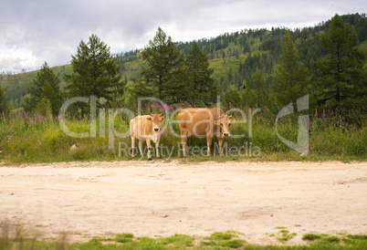 two brown cows in a meadow pasture, in kazakhstan