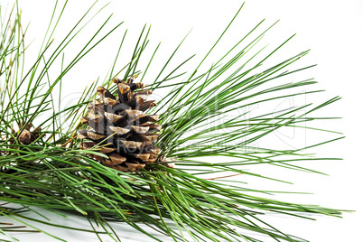 Pine cone on branch