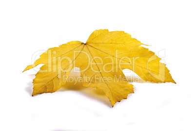 Yellow maple leaf