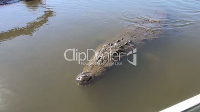 Krokodil,Aligator