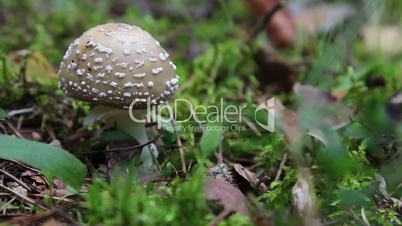 Mushrooms in the wood.