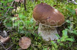 Boletus edulis. mushrooms in the forest