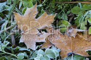 frost on the grass