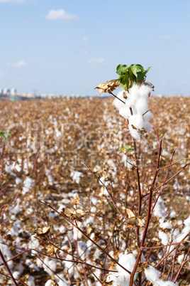 cotton fields