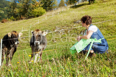 Woman in dirndl sitting in front of their cows