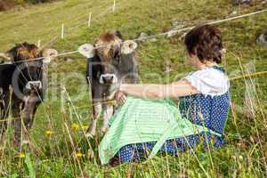 Woman in dirndl sitting in front of their cows