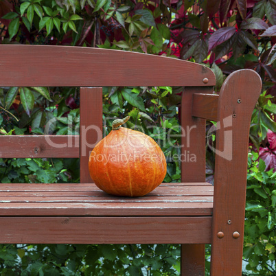 Pumpkin on the bench