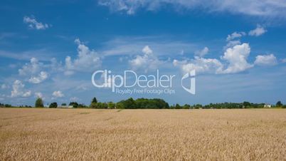 Timelapse of scene with wheat field and clouds in sky