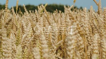 Wheat swinging in the wind