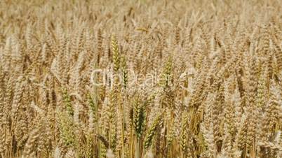 Field of wheat swinging in the wind