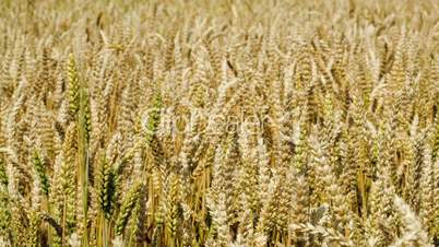 Wheat swinging slowly in the wind