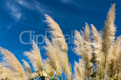 Group of pampas grass