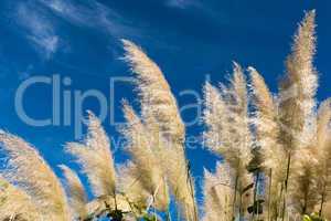 Group of pampas grass