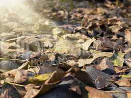 fallen leaves illuminated by the sun close up