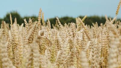 Ripe wheat on a bright day