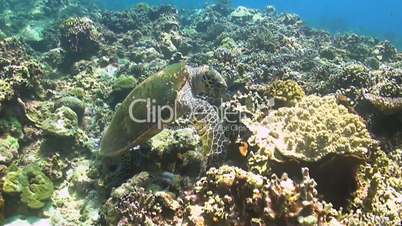 Hawksbill turtle on a coral reef