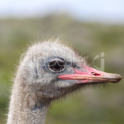 Strauß (Struthio camelus)