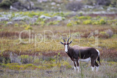 Buntbock (Damaliscus pygargus)