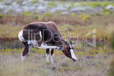 Buntbock (Damaliscus pygargus)