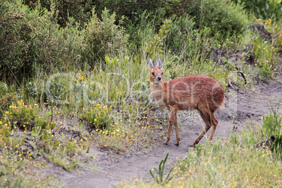 Kap-Greisbock (Raphicerus melanotis)