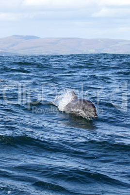 Großer Tümmler (Tursiops aduncus)