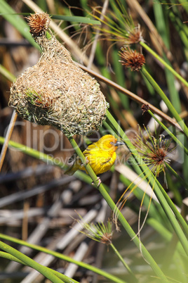 Kapweber (Ploceus capensis)