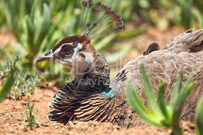 Pfau (Pavo cristatus)