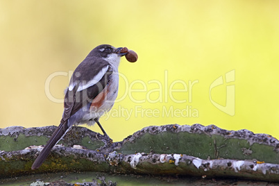 Fiskalwürger (Lanius collaris)