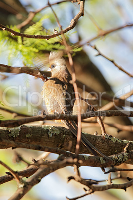 Braunflügel-Mausvogel (Colius striatus)