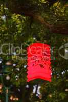 Lampion im Baum, Paper lamp in a tree
