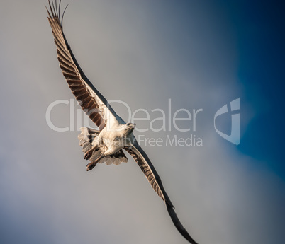 Bald eagle in flight, sky on background